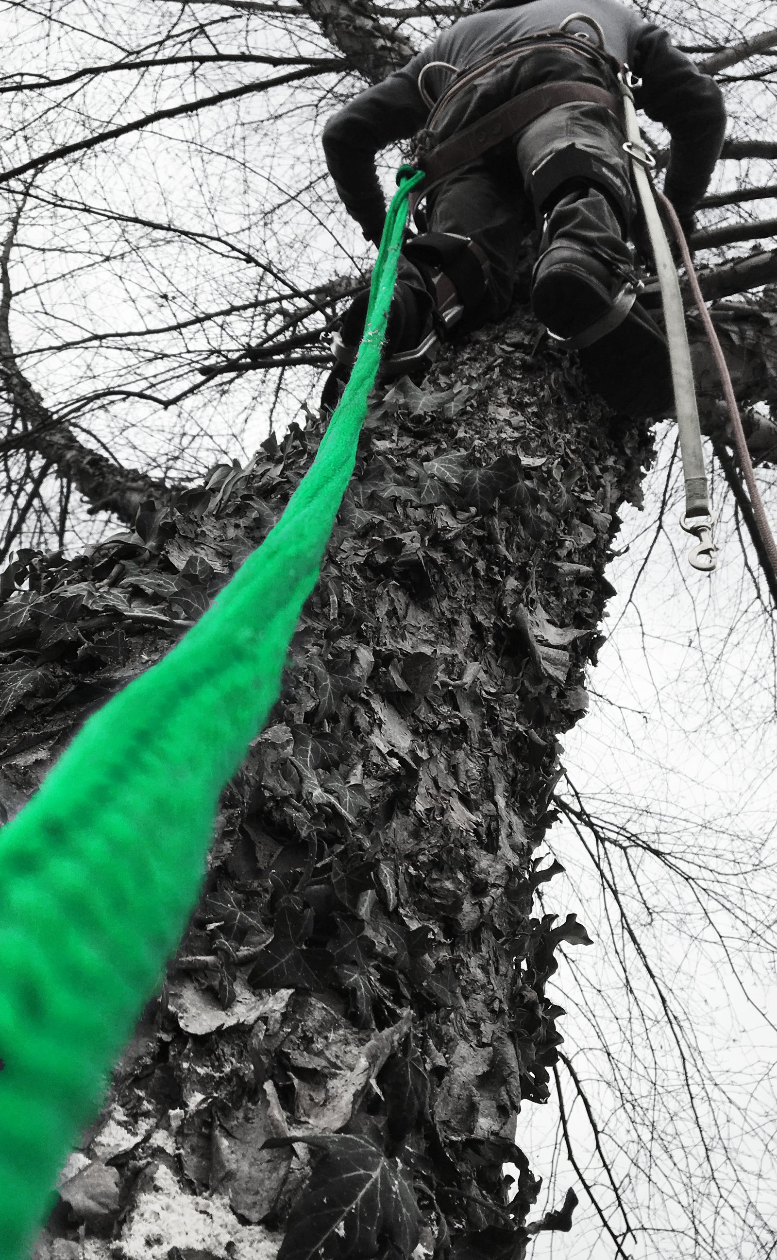 CONTACT – DK Tree Removal Upstate Tree Services in Greenville Greer and ...